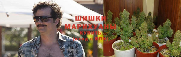 гидра Новозыбков